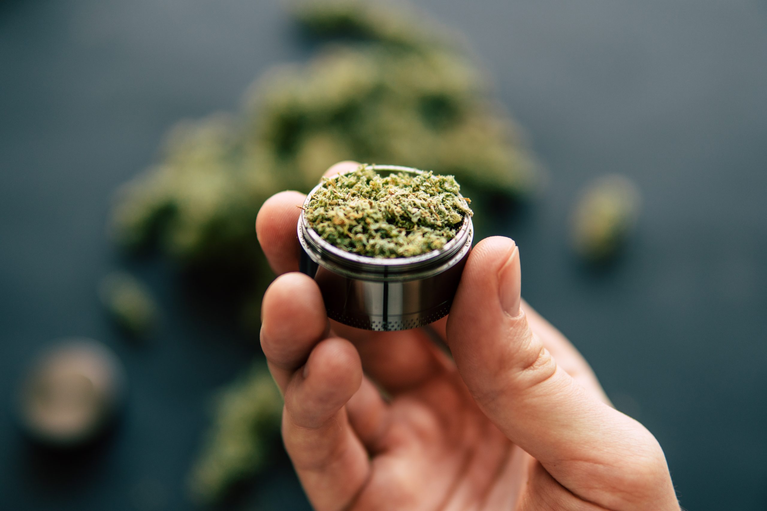 Hand holding a metal cannabis grinder full of cannabis 