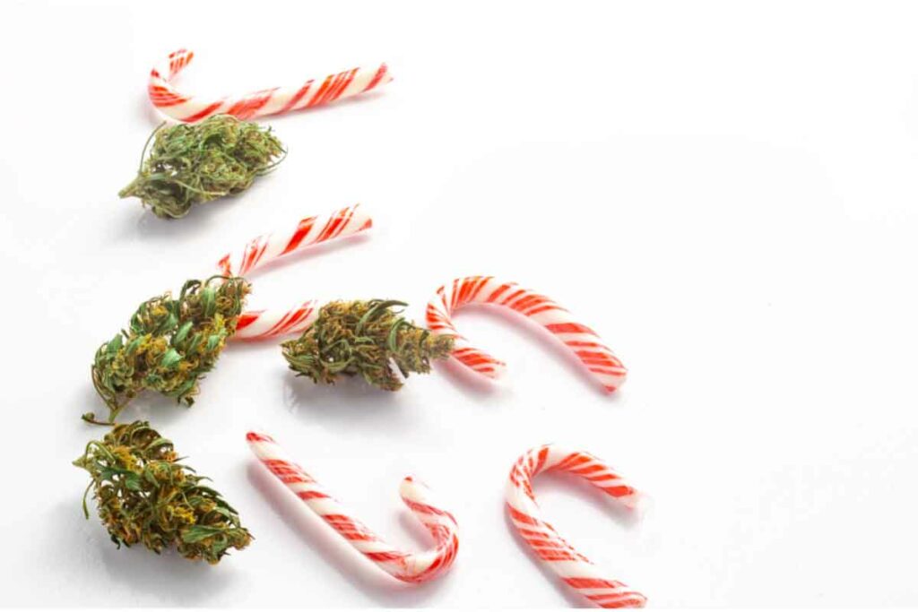 Cannabis flower with candy canes