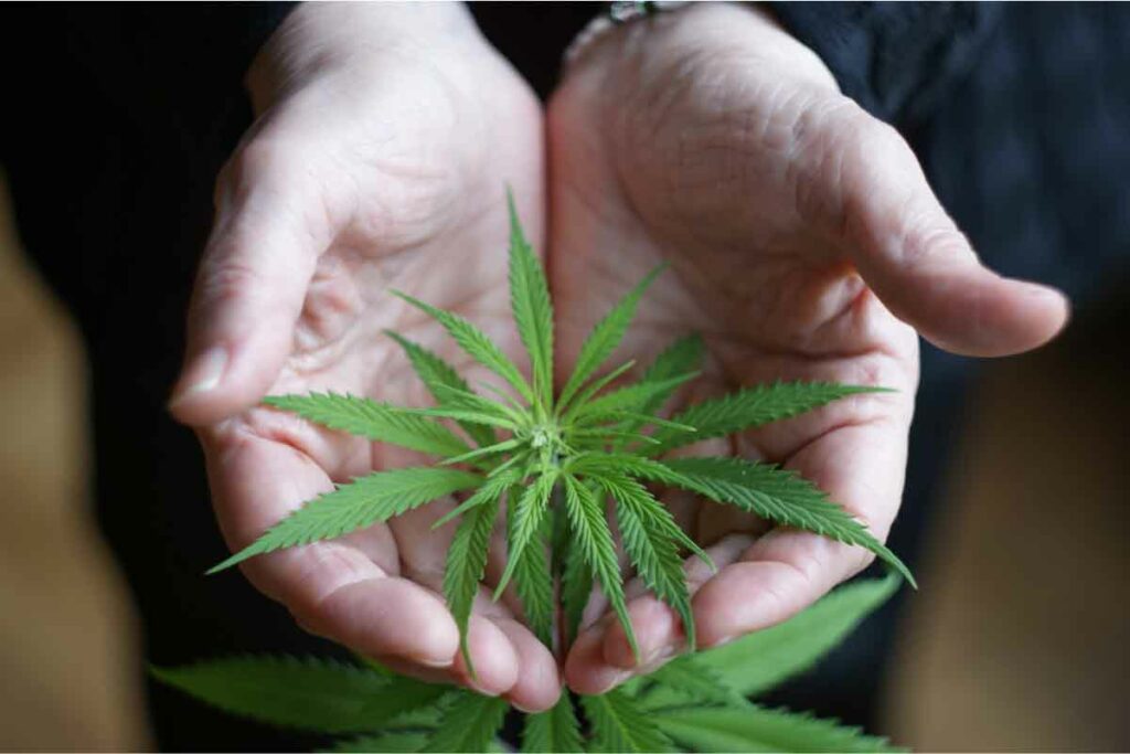 A person holding marijuana cupped in both hands