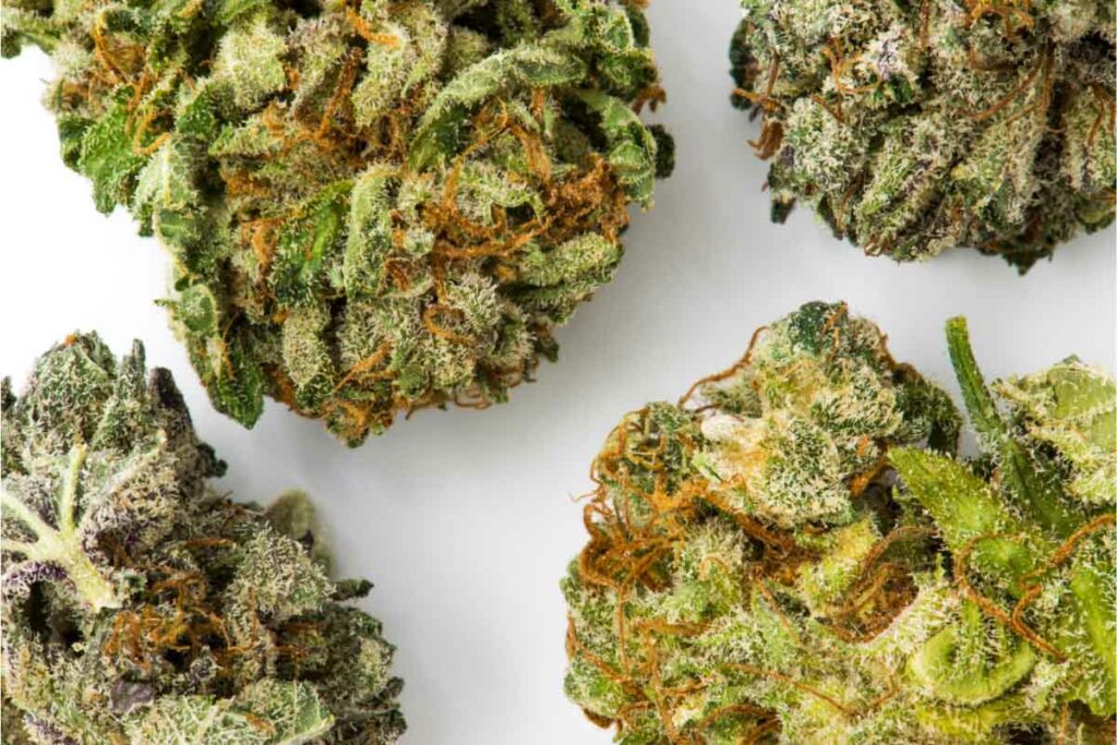 Closeup of cannabis buds