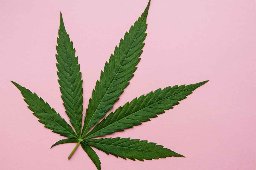 A cannabis leaf on a pink background